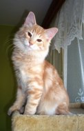 Kami Neko*PL