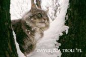 Zwycięzca Troli*PL