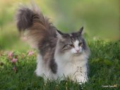 Forest Guardian*PL